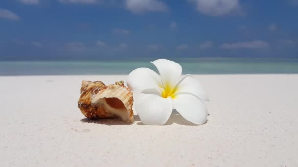 Στο Seashell Λουλούδι Plumeria Στην Ακτή Καλοκαίρι Τροπική Σκηνή Στη — Αρχείο Βίντεο