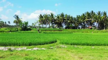 Yeşil tarlaların havadan görünüşü. Endonezya, Bali 'de tropik tatil.    