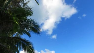 Sahildeki mavi gökyüzü arka planlı palmiyelere bakıyorum. Ko Samui, Tayland Tatili.