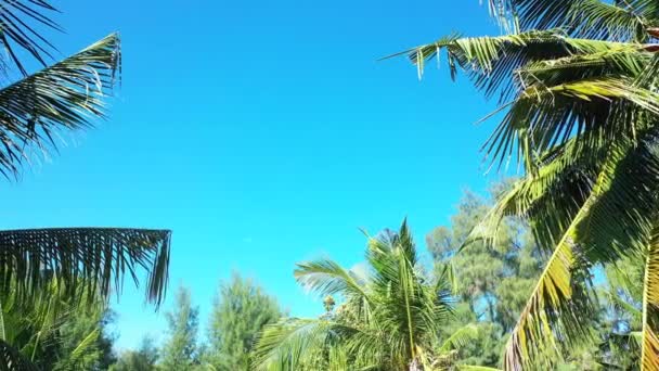 島の緑のヤシ バリ島の海の景色 — ストック動画