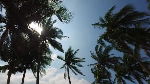 島のヤシの木の下のビュー ドミニカ共和国 カリブ海の夏の楽園 — ストック動画