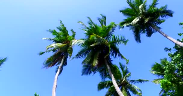 Bottom View Tall Palms Summer Trip Koh Samui Thailand Asia — Stock Video