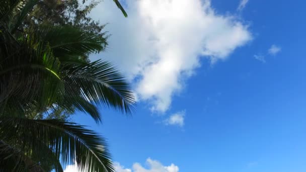 望着海滩上蓝天背景的棕榈 泰国Ko Samui的假期 — 图库视频影像
