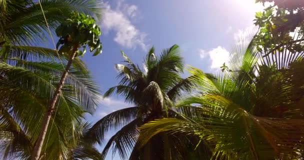 Lush Greenery Beach Exotic Nature Bora Bora French Polynesia — Stock Video