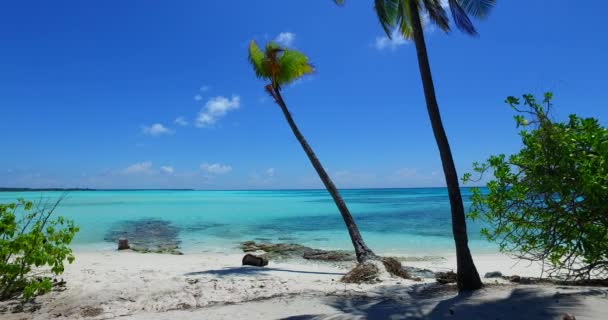 Palmas Inclinadas Orilla Del Mar Paisaje Estival Las Maldivas — Vídeos de Stock