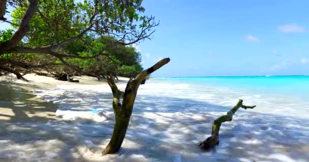 Blick Auf Umgestürzte Bäume Der Küste Morgen Sommerliche Landschaft Der — Stockvideo