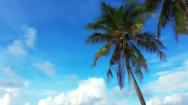 Vista Inferior Las Palmas Con Cielo Azul Fondo Natural Bali — Vídeo de stock