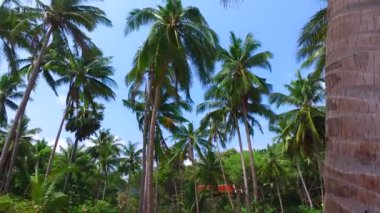 Sahilde yeşil palmiyeler. Endonezya, Bali 'de tatil sezonu.