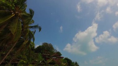 Adadaki yeşil palmiyelerin alt görüntüsü. Endonezya, Bali 'nin egzotik doğa manzarası.