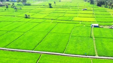 Adadaki zengin yeşillik. Bora Bora 'daki tropik cennet, Fransız Polinezyası.