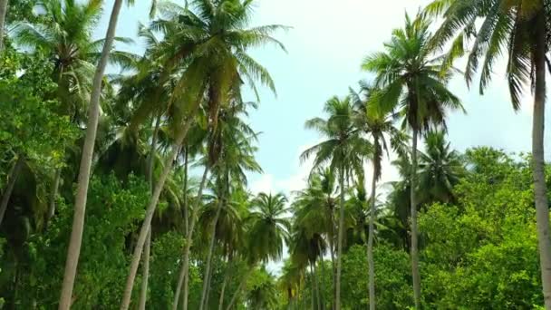 Прогулка Острову Высокими Зелеными Пальмами Пышной Зеленью Летняя Сцена Мальдивов — стоковое видео