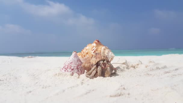 Maldiverna Vacker Strand Vit Sand Tropiskt Paradis Med Blå Himmel — Stockvideo