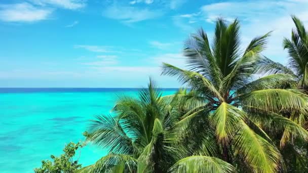 Des Palmiers Verts Bord Mer Exotique Voyage Été Bali Indonésie — Video