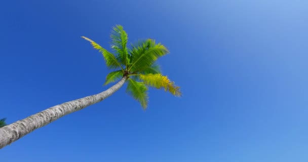 Vista Inferior Palma Verde Isla Naturaleza Soleada Barbados Caribe — Vídeo de stock