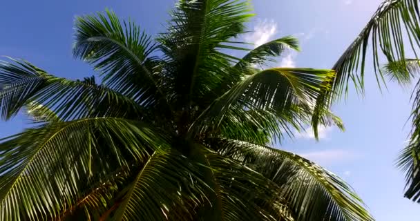 島の緑豊かな木々 タイへの旅 — ストック動画