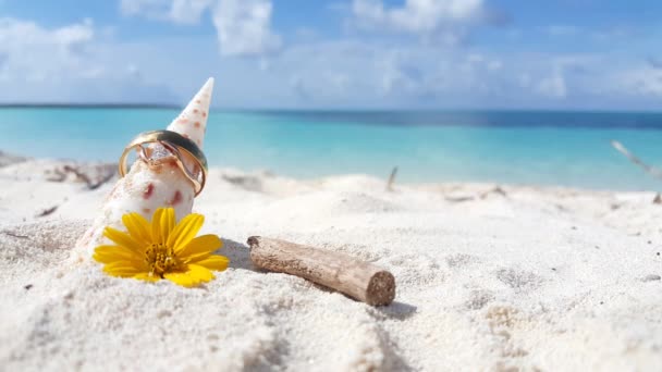 Seashell Con Anello Oro Fiore Giallo Sulla Spiaggia Magnifica Natura — Video Stock
