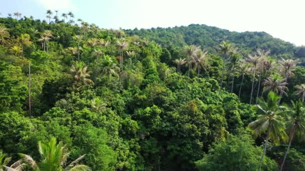 观赏绿树成荫的山景 多米尼加共和国 加勒比的夏季风景 — 图库视频影像
