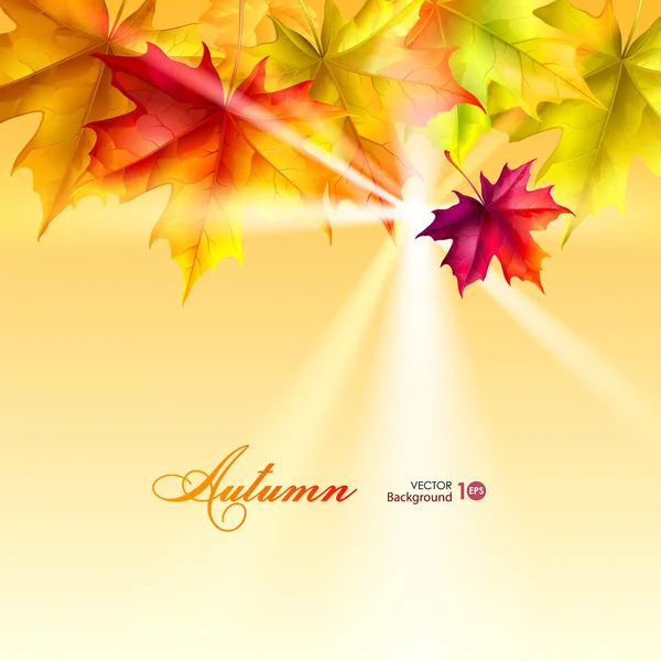 Podzimní listí javor. — Stockový vektor