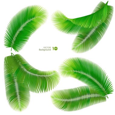 tropik palmiye yaprağı