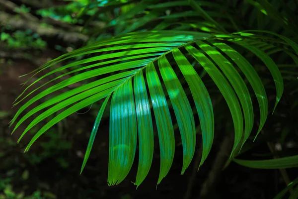 Большой зеленый лист в тени деревьев с солнечным светом . — стоковое фото