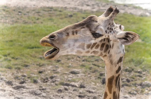 La cabeza de una jirafa sobre el fondo del paisaje natural — Foto de Stock