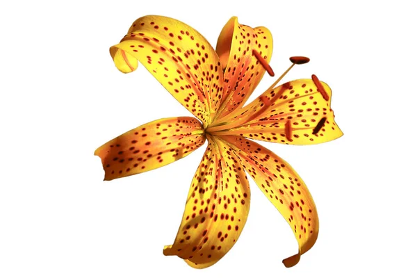 Lily çiçek sarı renk beyaz arka plan üzerinde izole