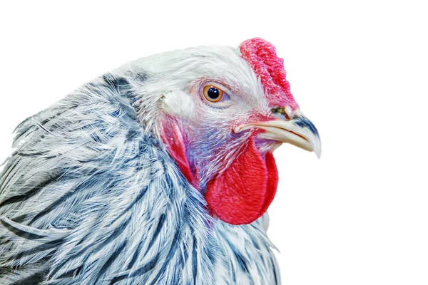 Horoz Çin yeni yılı sembolü