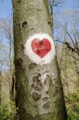 Srdce na kůře stromů v lese