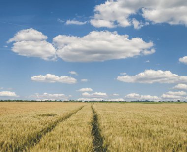 Buğday tarlası ve bulutlu mavi gökyüzü