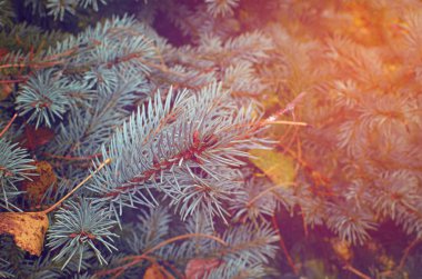 Ağaç dalları çam, yakın çekim.