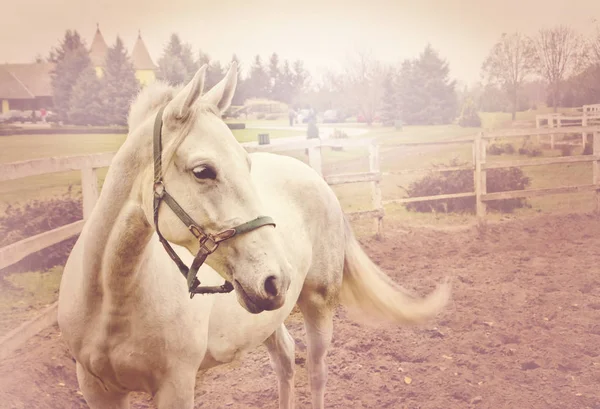 Beautiful white horse in nature — Stock Photo, Image