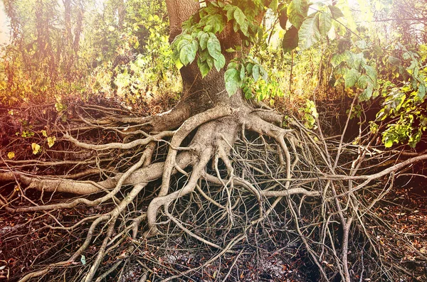 Verbazingwekkende Chaos boomwortels — Stockfoto