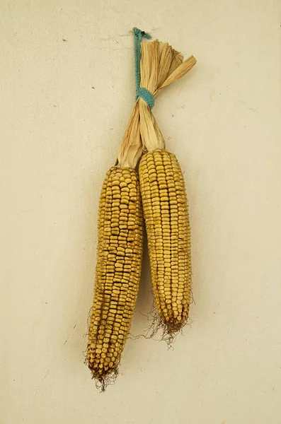 老白墙上挂着的两个玉米 — 图库照片