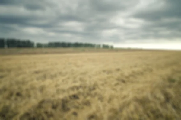 Сельскохозяйственных полей, где зерновые культуры, пшеница . — стоковое фото