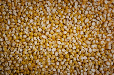 Mısır tohumu arka plan dokusu