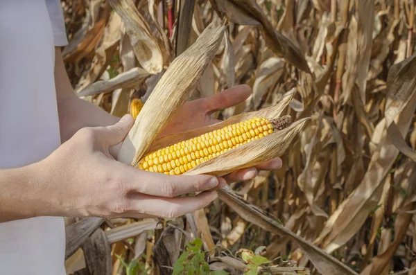 农民在玉米田的手里拿着玉米芯 — 图库照片