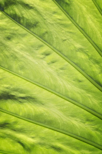 Grünes Blatt-Makro für Hintergrund — Stockfoto