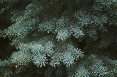 Yakın çekim sıcak yeşil ve sarı tonlar bir çam ağacı dalı.