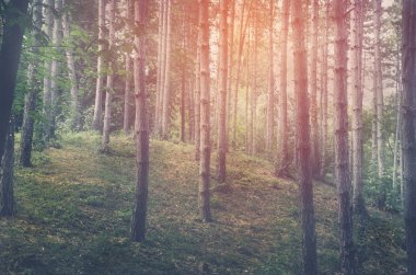 Şafakta, yükselen güneş sisli orman.