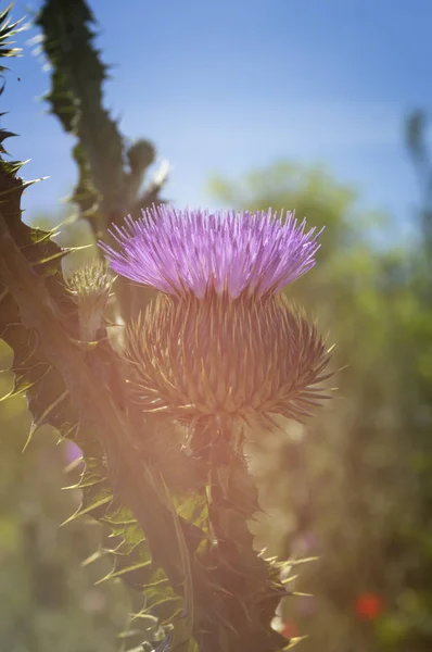 Beautiful flower of purple thistle. Pink flowers of burdock burdock closeup. — Stock Photo, Image