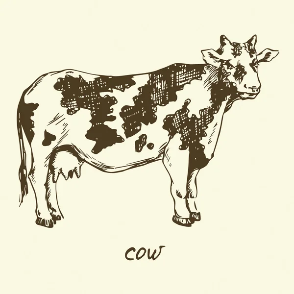 Vacca maculata in bianco e nero — Vettoriale Stock
