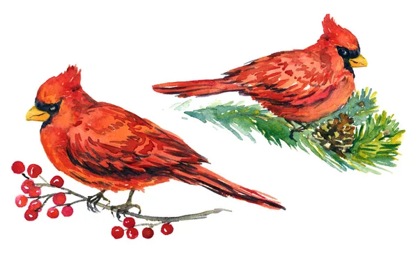 Cardenales pájaros en ramas con bayas congeladas y pino con conos —  Fotos de Stock