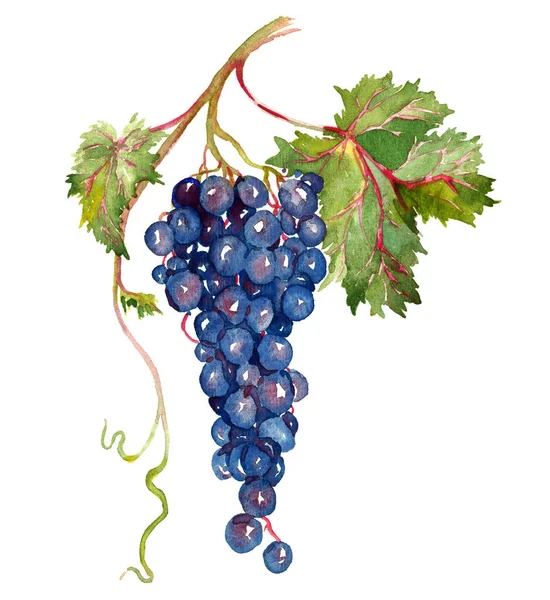 Kilka czerwonych winogron z liści — Zdjęcie stockowe