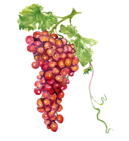 Куча фиолетового винограда с листом — стоковое фото