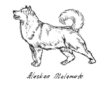 Alaskan Malamute, elle çizilmiş doodle kroki 