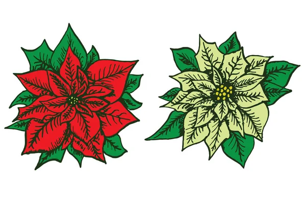 Vörös és fehér Mikulásvirág beállítása, doodle — Stock Vector