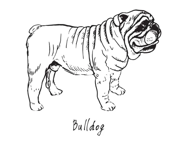 Bulldog, boceto garabato dibujado a mano — Vector de stock