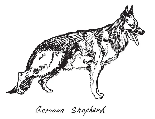 Немецкая овчарка, рисунок от руки — стоковый вектор