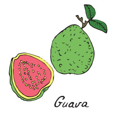Guava ve dilimlenmiş parça, elle çizilmiş doodle