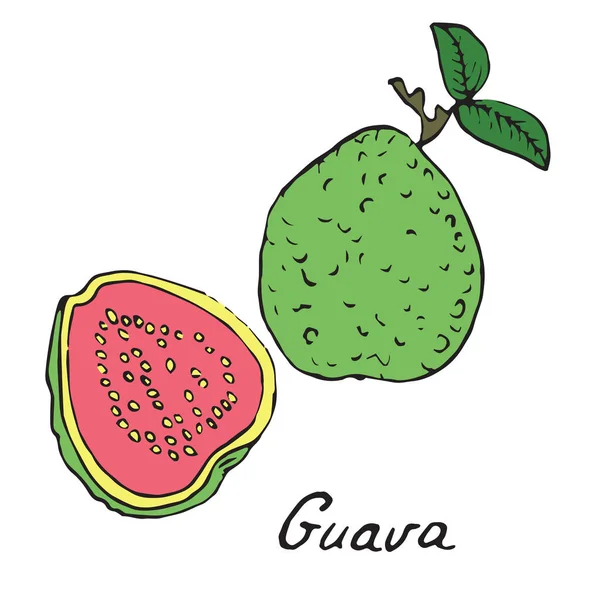 Γκουάβα και φέτες κομμάτι, το χέρι συντάσσονται doodle — Διανυσματικό Αρχείο